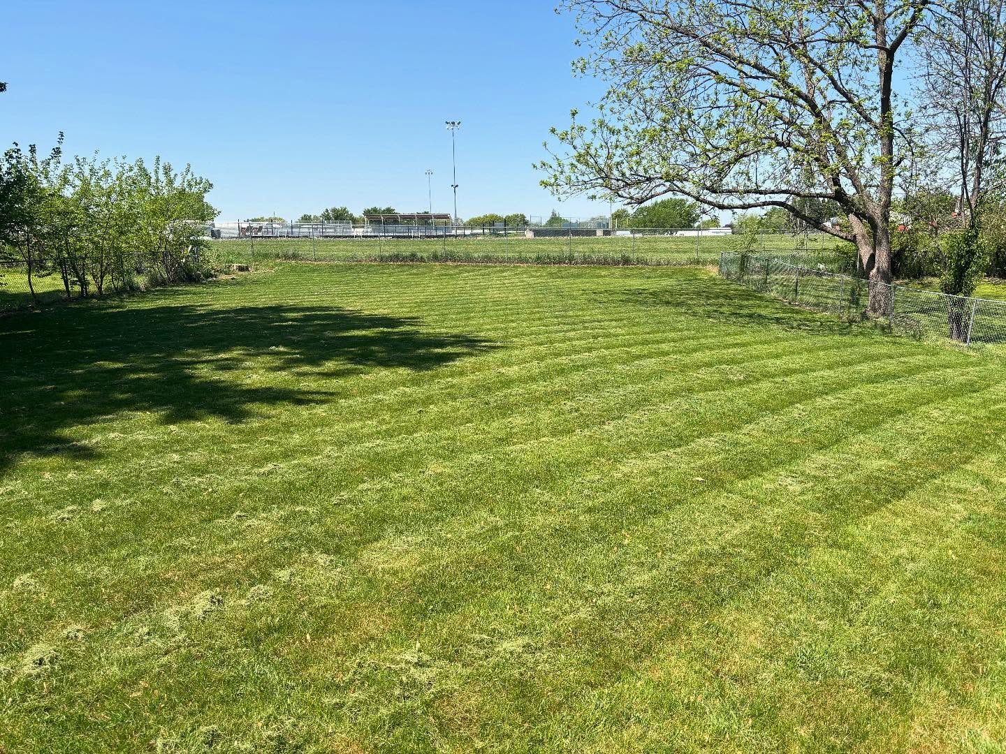 Freshly cut backyard lawn